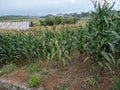 view The fertile corn gardens in Indonesia produce carbohydrate foods other than wheat and rice ind Kendal Regency Royalty Free Stock Photo