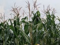 view The fertile corn gardens in Indonesia produce carbohydrate foods other than wheat and rice ind Kendal Regency Royalty Free Stock Photo