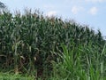 view The fertile corn gardens in Indonesia produce carbohydrate foods other than wheat and rice ind Kendal Regency Royalty Free Stock Photo