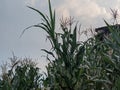 view The fertile corn gardens in Indonesia produce carbohydrate foods other than wheat and rice ind Kendal Regency Royalty Free Stock Photo