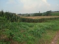 view The fertile corn gardens in Indonesia produce carbohydrate foods other than wheat and rice ind Kendal Regency Royalty Free Stock Photo