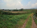 view The fertile corn gardens in Indonesia produce carbohydrate foods other than wheat and rice ind Kendal Regency Royalty Free Stock Photo