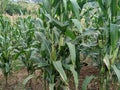 view The fertile corn gardens in Indonesia produce carbohydrate foods other than wheat and rice ind Kendal Regency Royalty Free Stock Photo