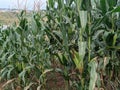 view The fertile corn gardens in Indonesia produce carbohydrate foods other than wheat and rice ind Kendal Regency Royalty Free Stock Photo