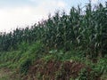 view The fertile corn gardens in Indonesia produce carbohydrate foods other than wheat and rice ind Kendal Regency Royalty Free Stock Photo