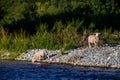 Sheep on rocky shore of island