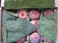 Ficus carica also known as the common fig or Anjeer fruit