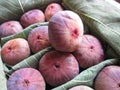 Ficus carica also known as the common fig or Anjeer fruit