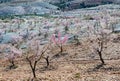 View of a Field of Almond Trees Royalty Free Stock Photo