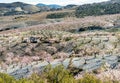 View of a Field of Almond Trees Royalty Free Stock Photo