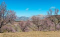 View of a Field of Almond Trees Royalty Free Stock Photo