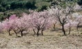 View of a Field of Almond Trees Royalty Free Stock Photo