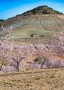 View of a Field of Almond Trees Royalty Free Stock Photo