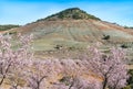 View of a Field of Almond Trees Royalty Free Stock Photo