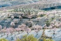 View of a Field of Almond Trees Royalty Free Stock Photo