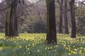 View on a field of beautiful daffodils blooming in early spring between trees with bare branches. Sign of new life, new beginning Royalty Free Stock Photo