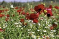 A field of blooming red poppies and white daisies. Wild flowers. Israel