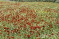 A field of blooming red poppies and white daisies. Wild flowers. Israel