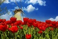 View on field with bright red tulips and one traditional dutch windmill against blue sky with fluffy cumulus clouds - Netherlands Royalty Free Stock Photo