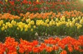 View of field of colorful tulips during sunset near Amsterdam Royalty Free Stock Photo