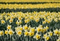 A view of a Field of Daffodils Royalty Free Stock Photo