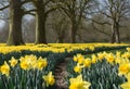 A view of a Field of Daffodils Royalty Free Stock Photo