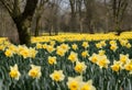 A view of a Field of Daffodils Royalty Free Stock Photo