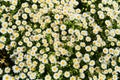 View of the field of daisies. Chamomile background picture. Royalty Free Stock Photo