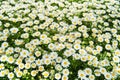 View of the field of daisies. Chamomile background picture. Royalty Free Stock Photo