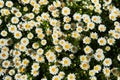 View of the field of daisies. Chamomile background picture. Royalty Free Stock Photo