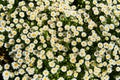 View of the field of daisies. Chamomile background picture. Royalty Free Stock Photo