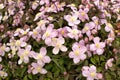 View of field of delicate pink spring blossoms