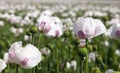 View of field of flowering opium poppy papaver somniferum Royalty Free Stock Photo