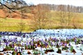View of a field full of crocuses out of the snow Royalty Free Stock Photo