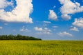 View of field of green wheat Royalty Free Stock Photo