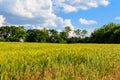 View of field of green wheat Royalty Free Stock Photo