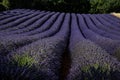 View of field of lavender flowers under sunny sky, near the village of Roussillon. Royalty Free Stock Photo