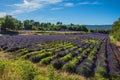 View of field of lavender flowers under sunny sky, near the village of Roussillon. Royalty Free Stock Photo