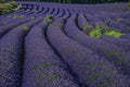 View of field of lavender flowers under sunny sky, near the village of Roussillon. Royalty Free Stock Photo