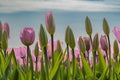 View of a field with pink-purple tulips, with green leaves, against a blue / white clear sky Royalty Free Stock Photo