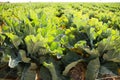 Field planted with young cabbage