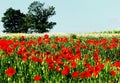 Field of poppies, white flowers and trees