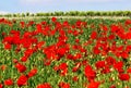 Field of poppies, white flowers and vineyard Royalty Free Stock Photo