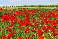 Field of poppies, white flowers and vineyard