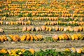 View on field with pumpkins after harvest arranged in a row on sunny day in autumn - France, Provence Royalty Free Stock Photo