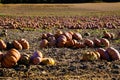 View on field with pumpkins after harvest arranged in a row on sunny day in autumn - France, Provence Royalty Free Stock Photo