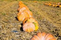 View on field with pumpkins after harvest arranged in a row on sunny day in autumn - France, Provence Royalty Free Stock Photo