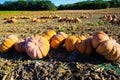 View on field with pumpkins after harvest arranged in a row on sunny day in autumn - France, Provence Royalty Free Stock Photo