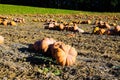 View on field with pumpkins after harvest arranged in a row on sunny day in autumn - France, Provence Royalty Free Stock Photo