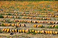 View on field with pumpkins after harvest arranged in a row on sunny day in autumn - France, Provence Royalty Free Stock Photo